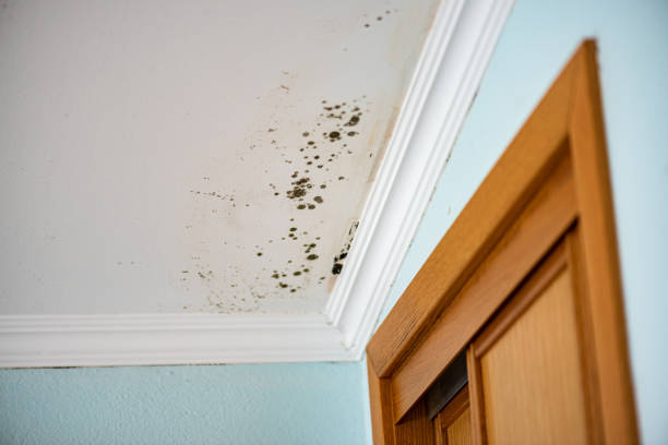 Best Industrial Mold Remediation in Newk, AR