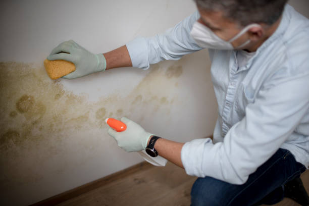 Best Commercial Mold Remediation in Newk, AR