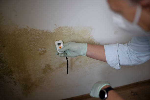 Best Residential Mold Remediation in Newk, AR