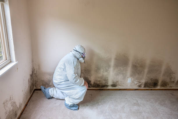 Best Insurance-Related Mold Remediation in Newk, AR