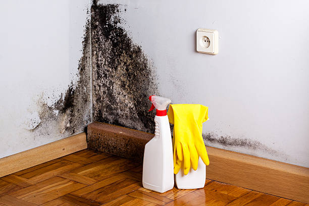 Best Localized Mold Remediation (e.g., coastal areas, humid climates) in Newk, AR